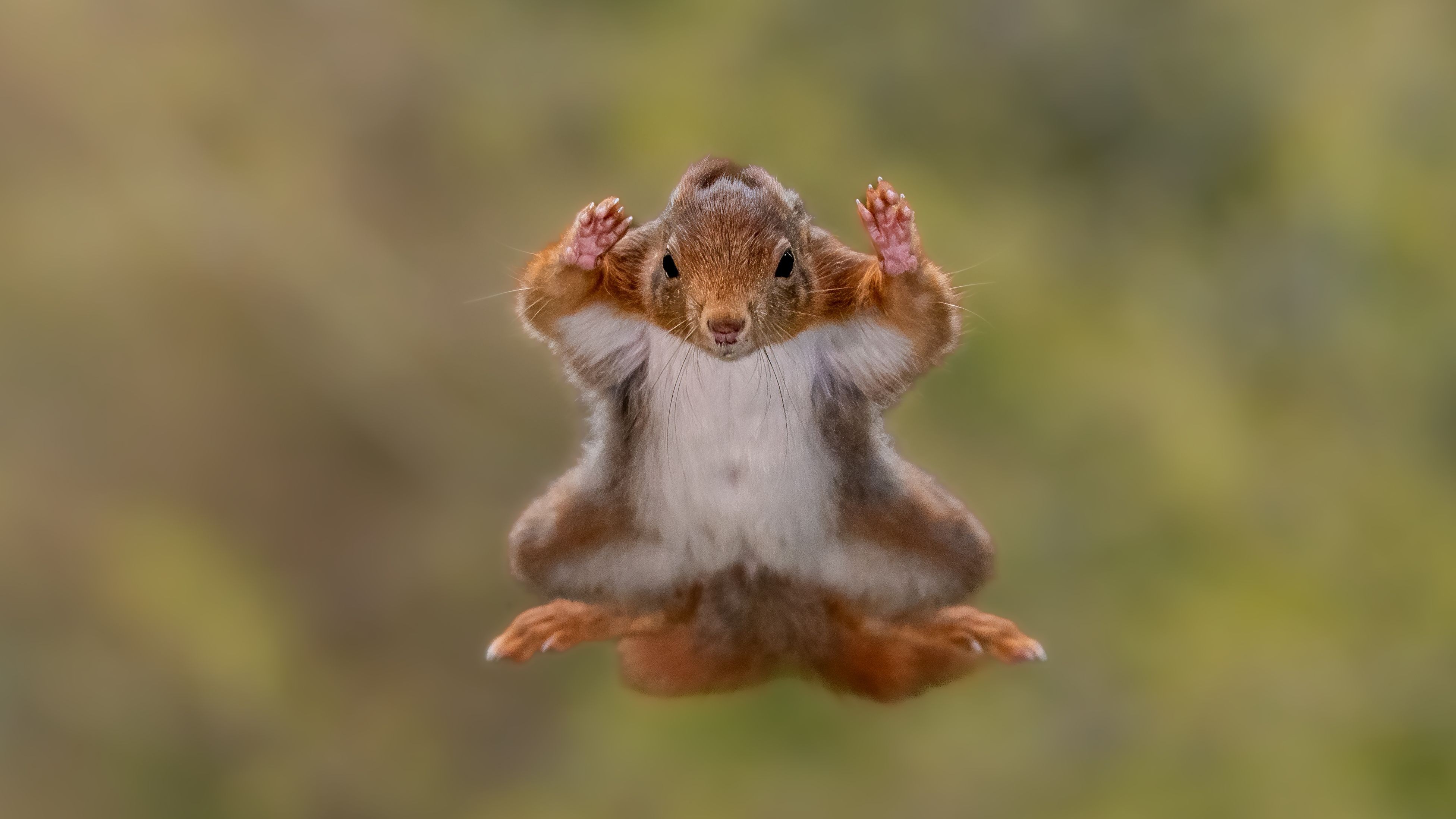 Stefan Cruysberghs SquirrelairborneSurrendermode