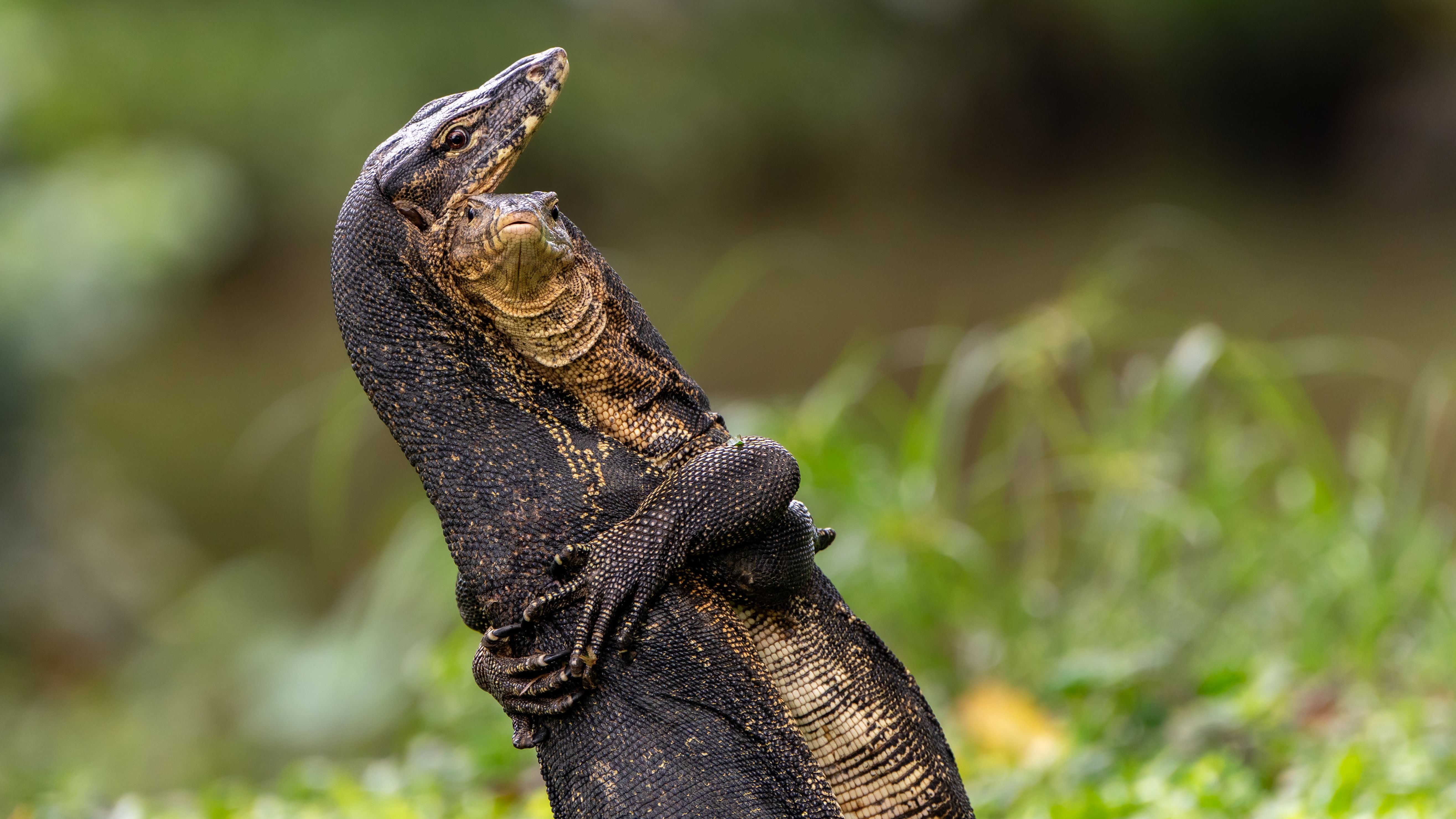 Jessica Emmett BattleHug