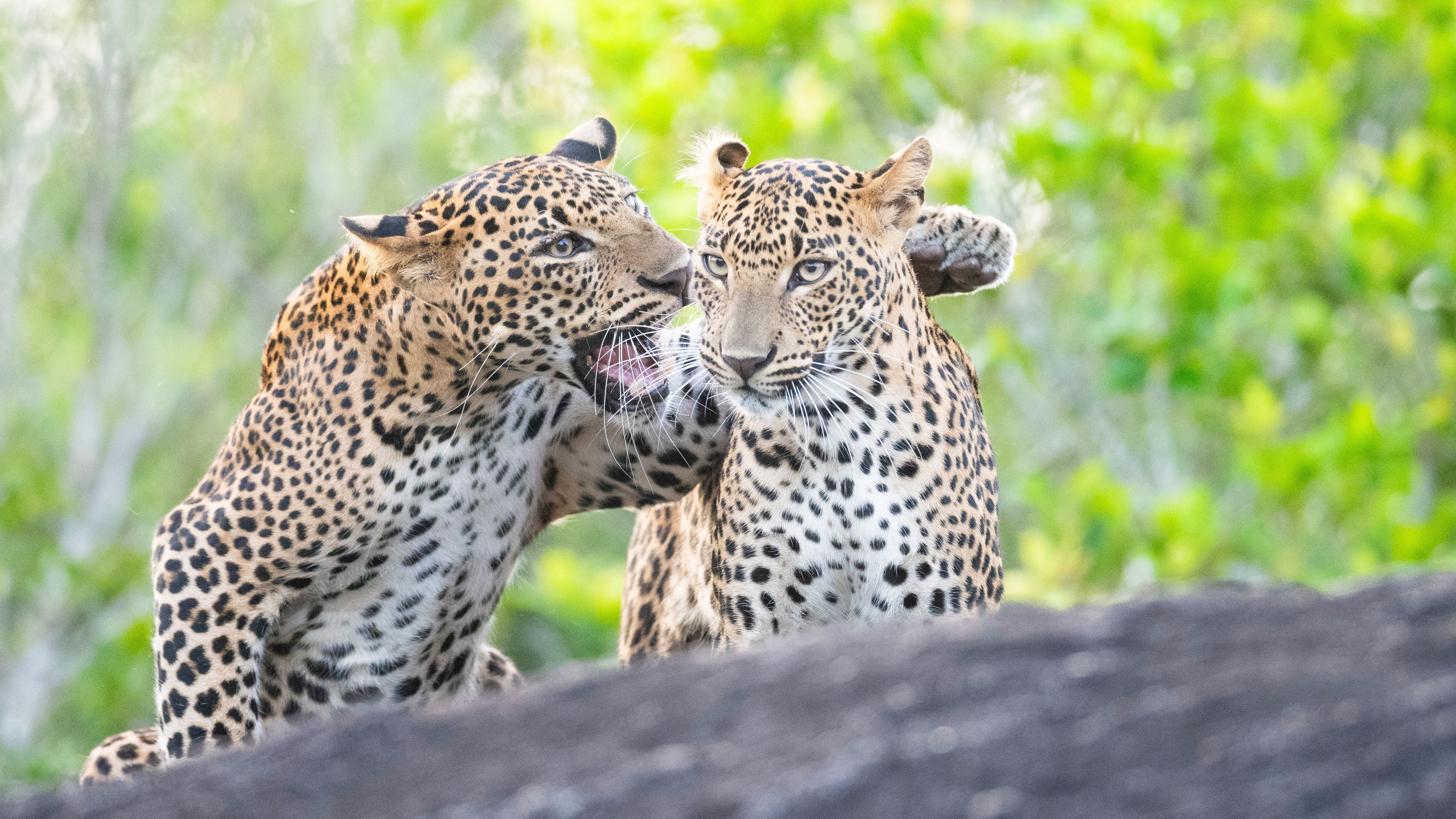 Hikkaduwa Liyanage Prasantha Vinod BadMouthing