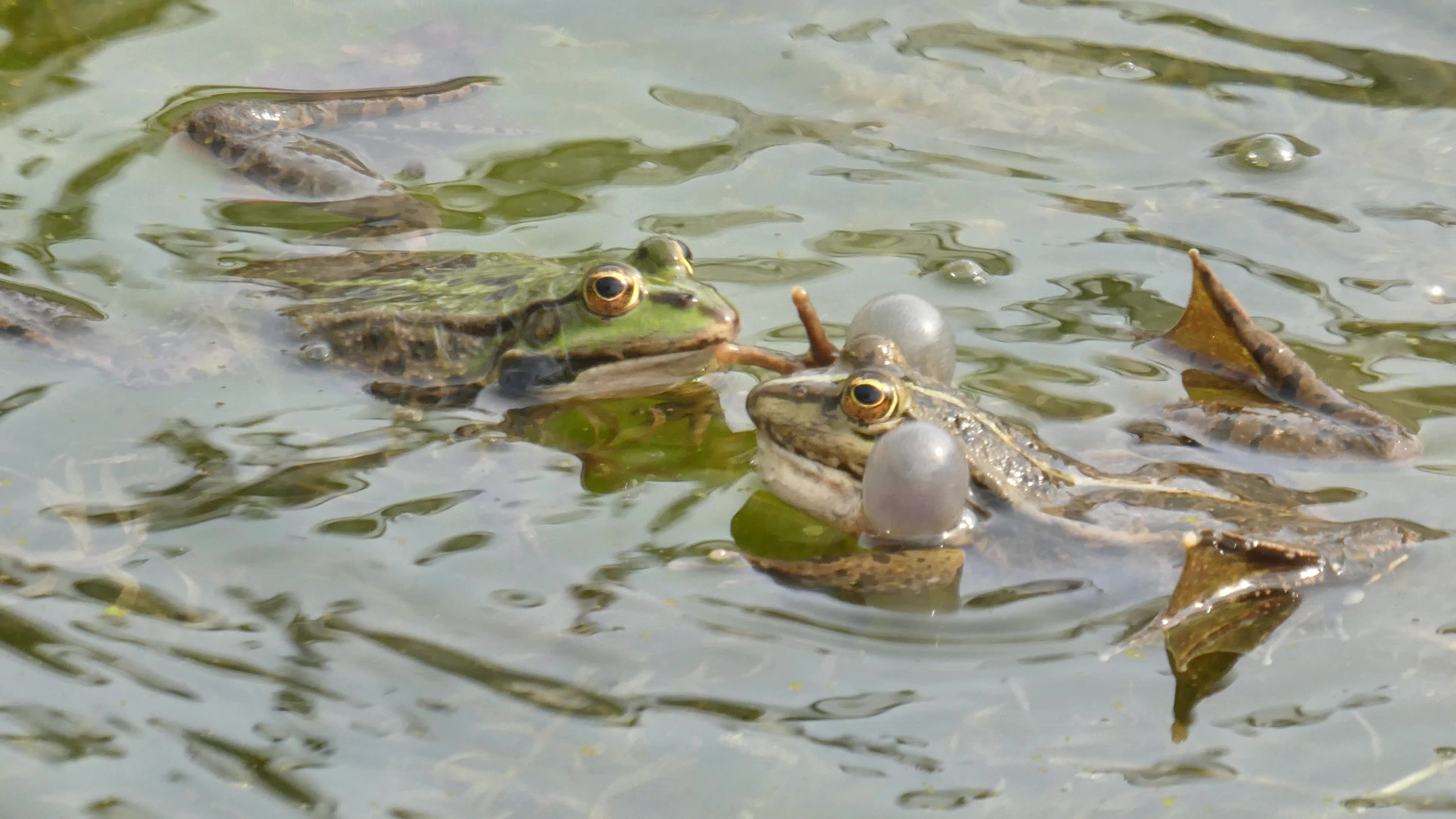 Froschkonzert