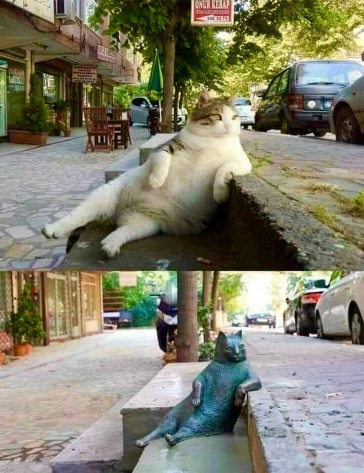 Two images side by side showing the famous 'Tombili' cat in Istanbul. In the first image, a chubby, relaxed grey-and-white cat sits casually on a curb with one paw resting on the edge, looking like a local lounging on the street. This laid-back pose became iconic and beloved by locals and tourists alike. The second image shows a bronze statue of Tombili in the same pose, placed on the same curb after the cat passed away, commemorating its legacy and bringing a smile to passersby in Istanbul.