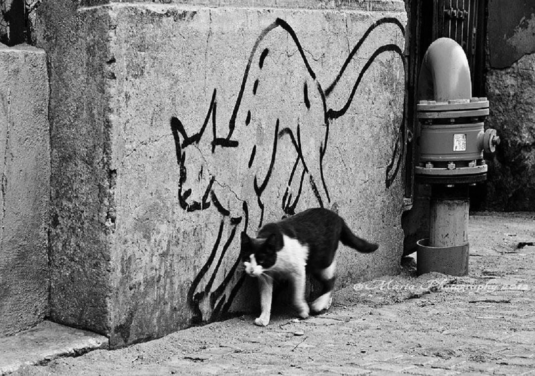 A perfectly timed street art photography moment where a real cat walks past a simple line-drawn graffiti cat on a city wall.