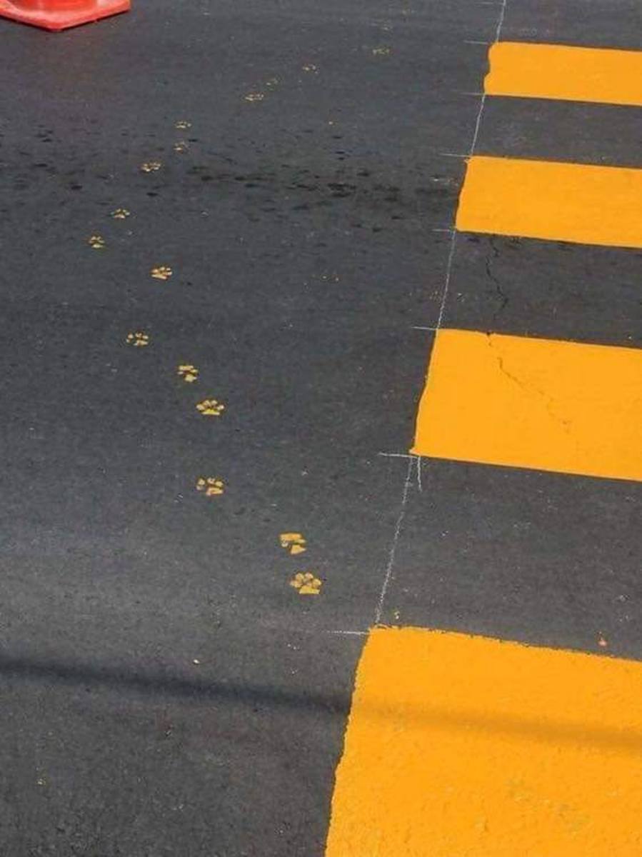 A mysterious and playful trail of painted cat paw prints on the sidewalk, leading pedestrians through a small street art intervention.