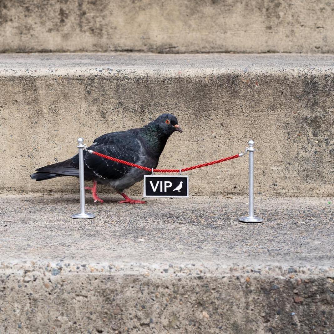 A pigeon stands behind a miniature red rope barrier labeled "VIP" on a concrete step. This humorous street art installation by Michael Pederson in Sydney, Australia, elevates the ordinary urban bird to a status of exclusivity and importance.