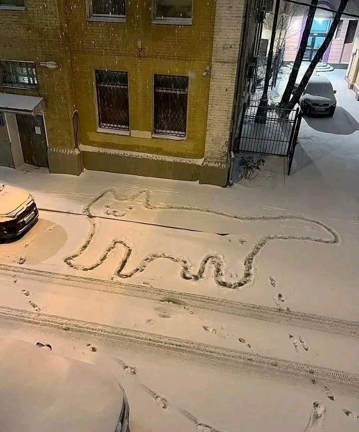 Cat silhouette in the snow