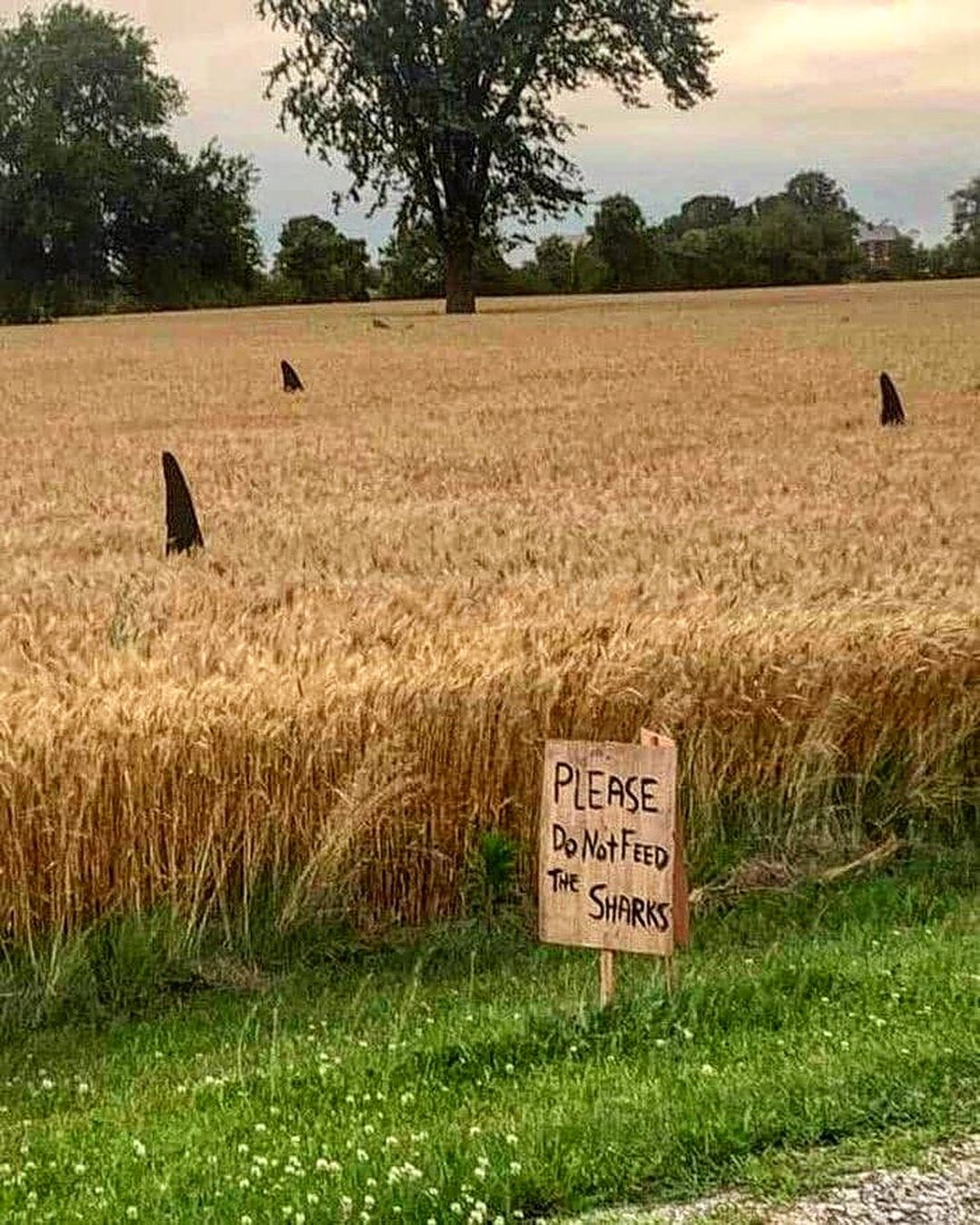 Three shark fins made of black material placed in a field of tall golden wheat, with a wooden sign in the foreground reading “PLEASE DO NOT FEED THE SHARKS”; photographed near Dublin, Ontario, as part of an installation by Anne Melady.