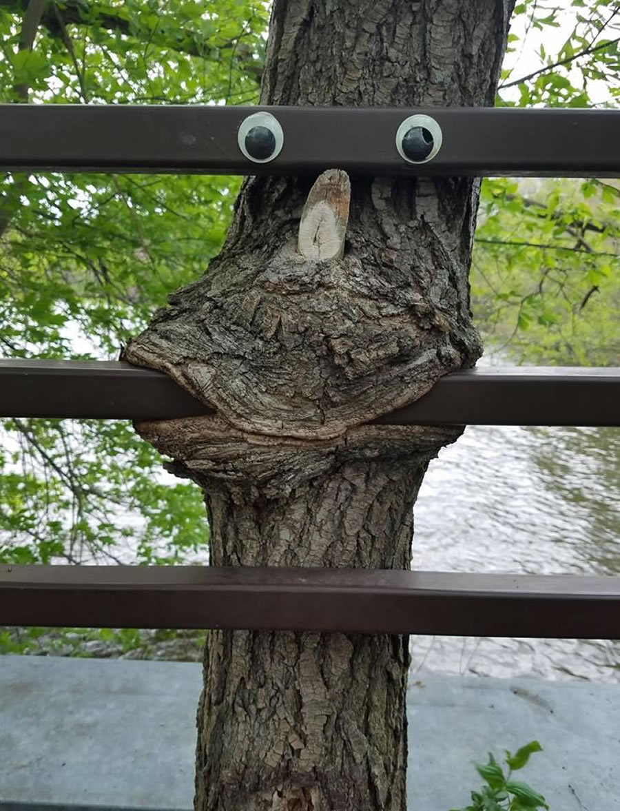 A tree growing through a metal fence with two googly eyes attached to the bars, forming a face with a bark mouth and nose-like stub.