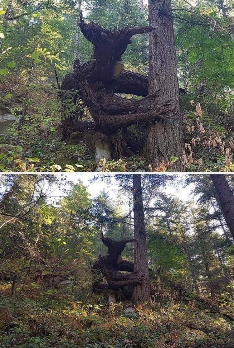 595397