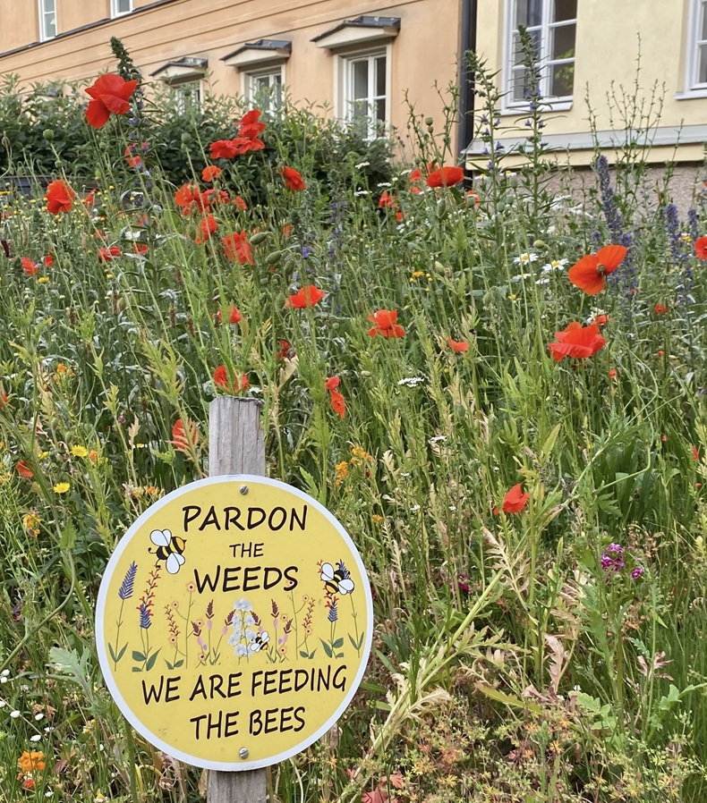 Yellow sign reading “Pardon the Weeds, We Are Feeding the Bees” in front of a dense patch of wildflowers and poppies, with residential buildings in the background.
