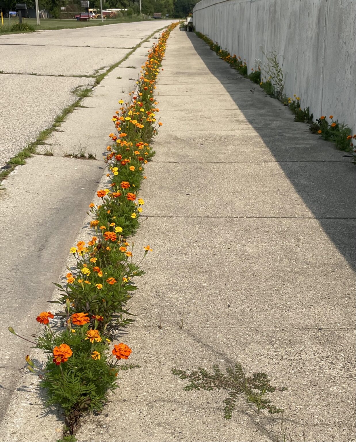 A beautiful sidewalk flower experiment where kindergarten children planted seeds in a concrete crack, resulting in a vibrant ribbon of flowers.