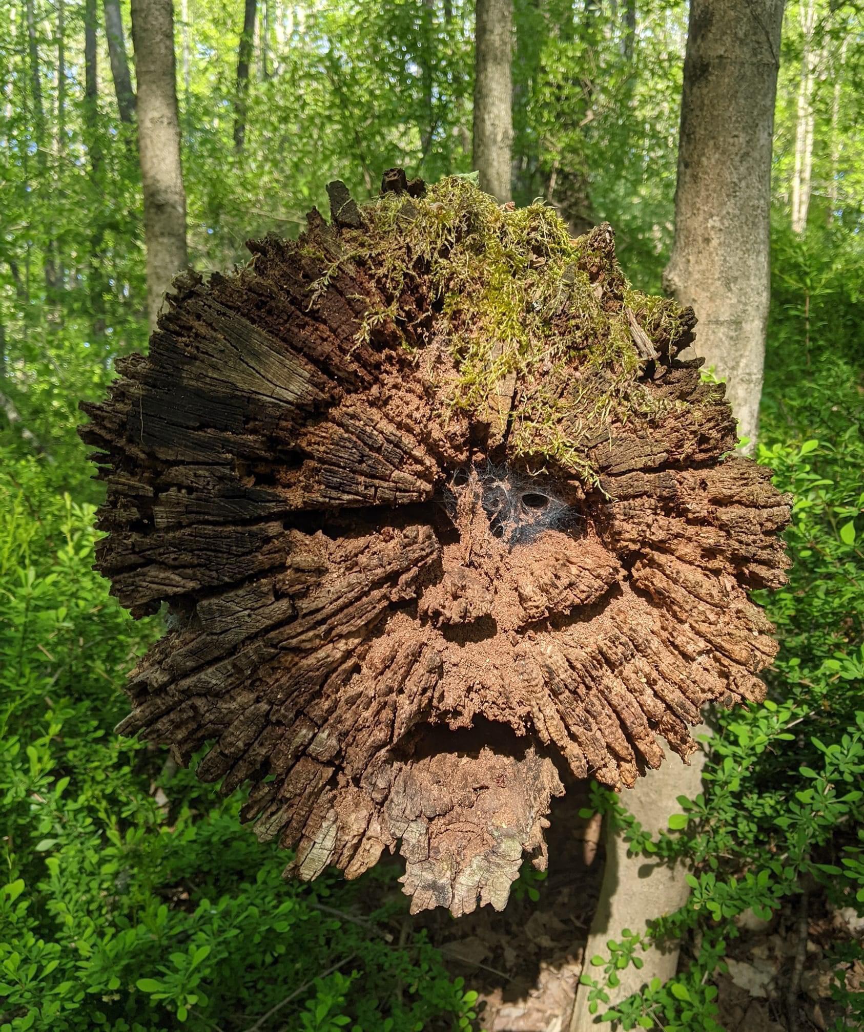Unique wood carving of a human face emerging from a tree trunk titled Forest Spirit.