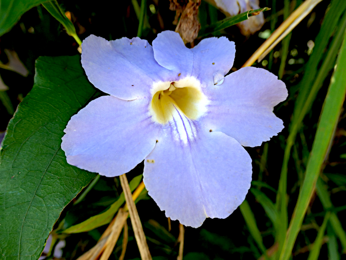 Foto van blauwe bloem met geel, verdiept midden met wit randje