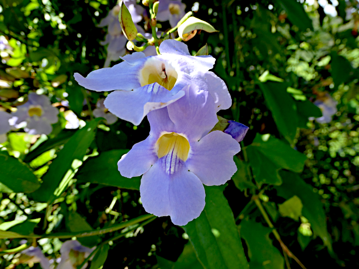 Foto van meerdere blauwe bloemen met geel hart