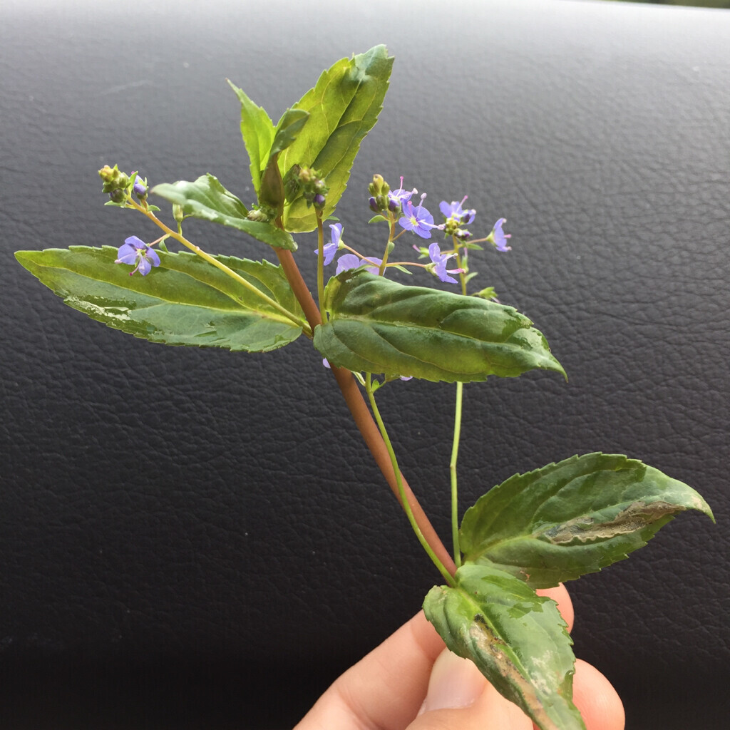 close of photo of a speedwell plant, green with little blue flowers