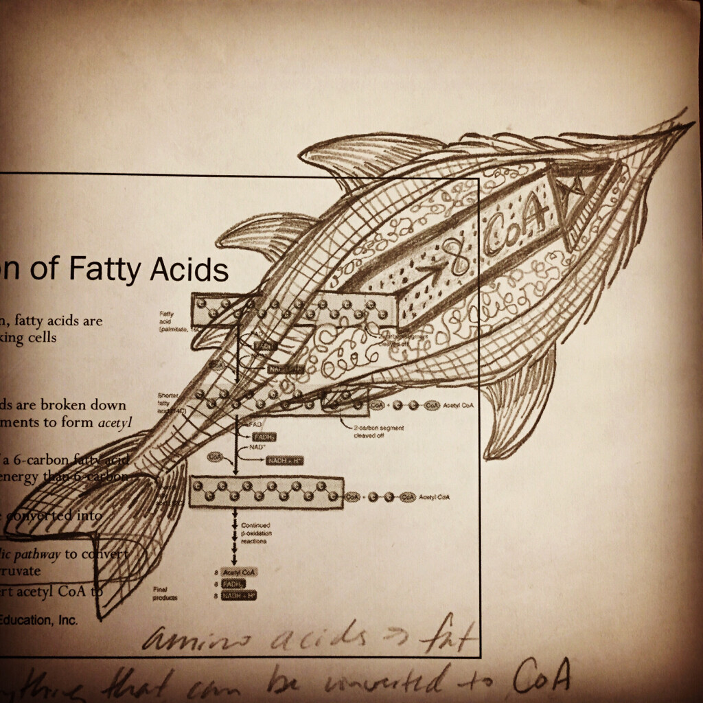 doodle on lecture notes remsembling a fish