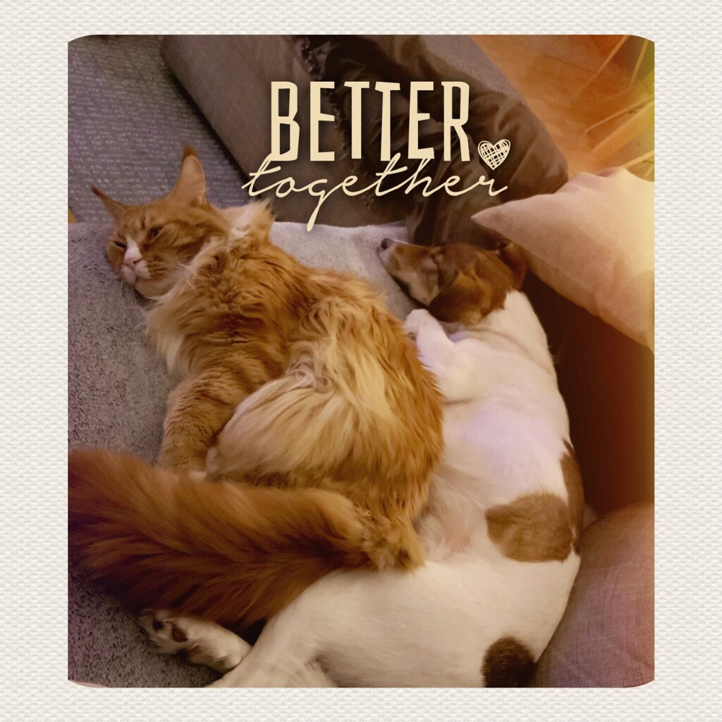 Hund und Katze kuscheln zusammen. Über dem Bild steht „Better together ❤️“