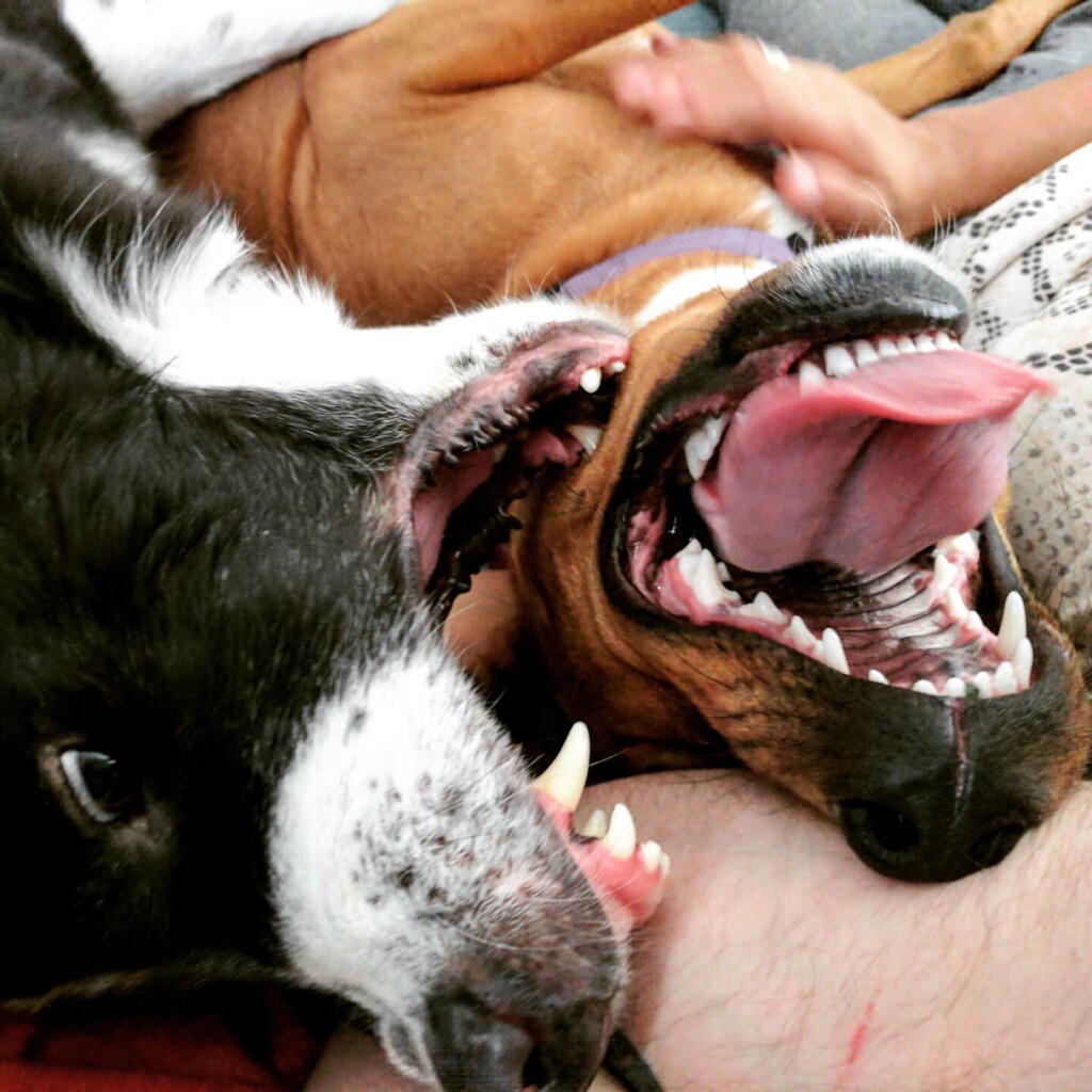 Two dogs, lots of teeth, best buds.