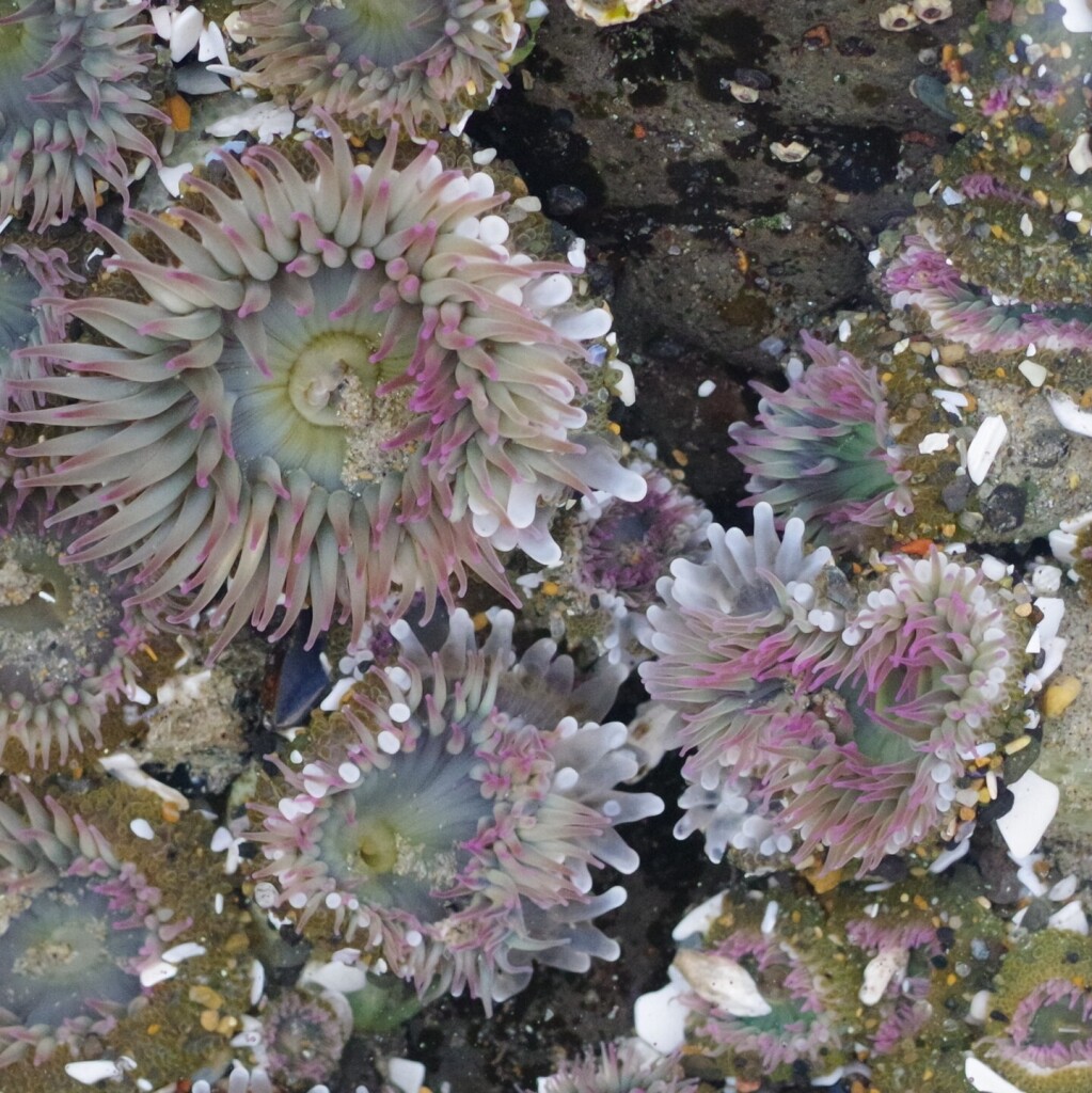 Sea anemones in a pool of water. Their tentacles are pastel colors, moving from grey-green at the center to a pale pink-purple. White defensive tentacles are deployed to sting a scout sea anemone that is moving towards the colony.