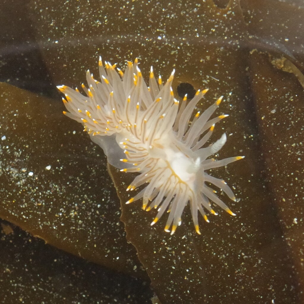 White-and-orange tipped nudibranch (sea slug) on a seaweed leaf. Sand is sprinkled across the seaweed like glitter.