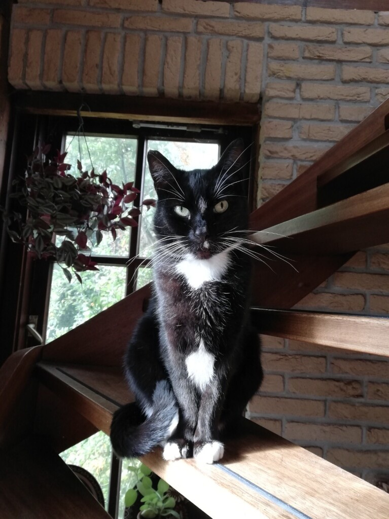 Handsome black and white cat looking straight at the camera.