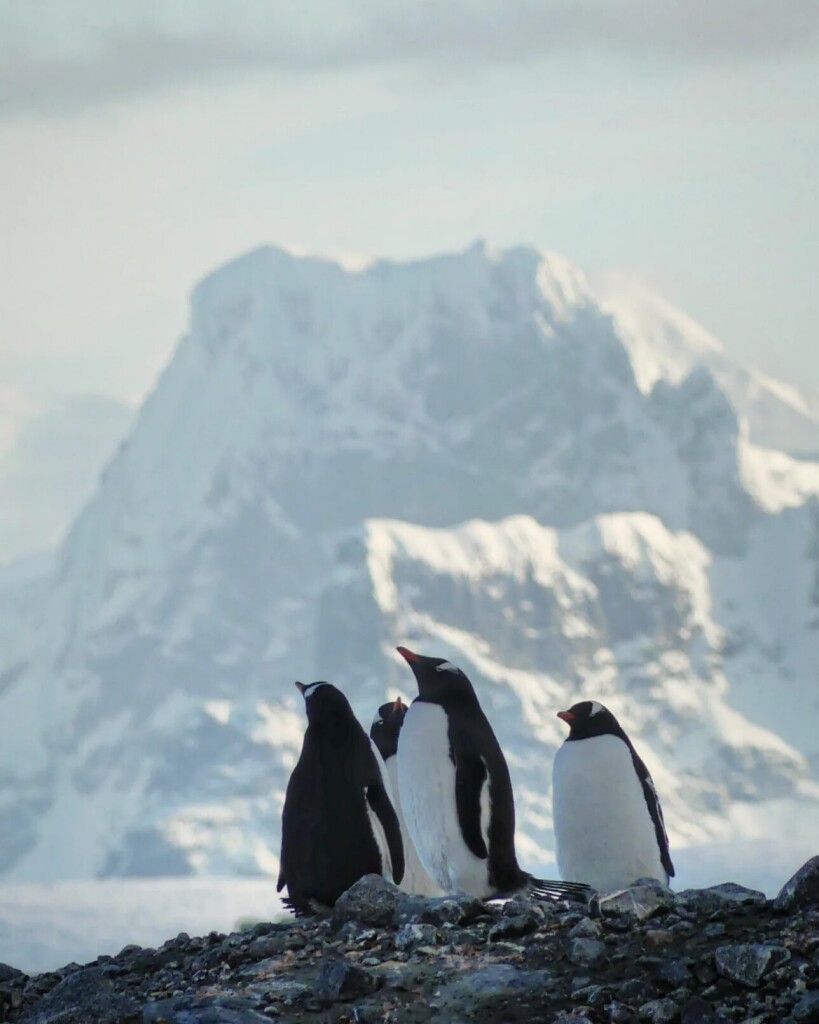 Three Gentoo penguins silhouetted against mountains.