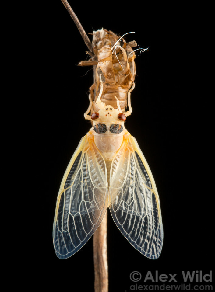 A pale insect with vast, netlike wings hangs from a twig, against a completely black background.