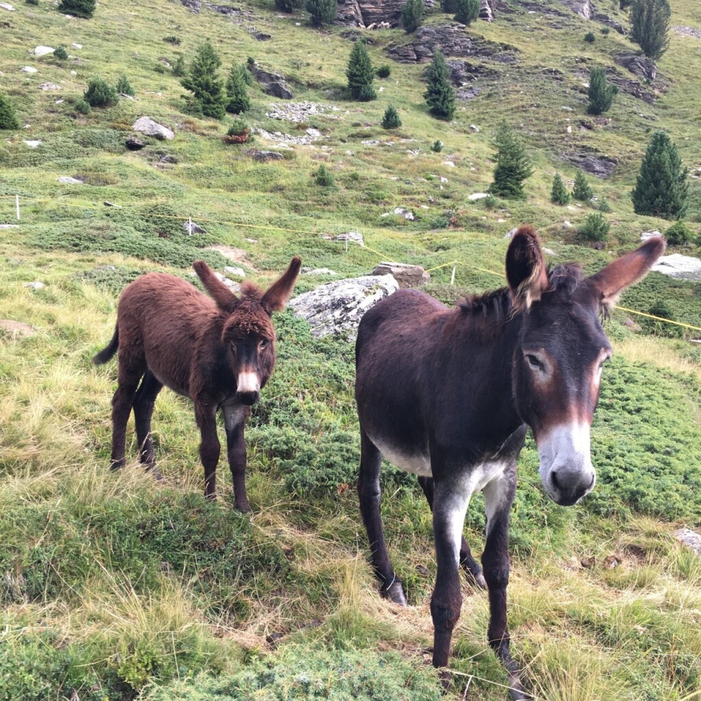 A donkey mare and her foal on a mountain path 
