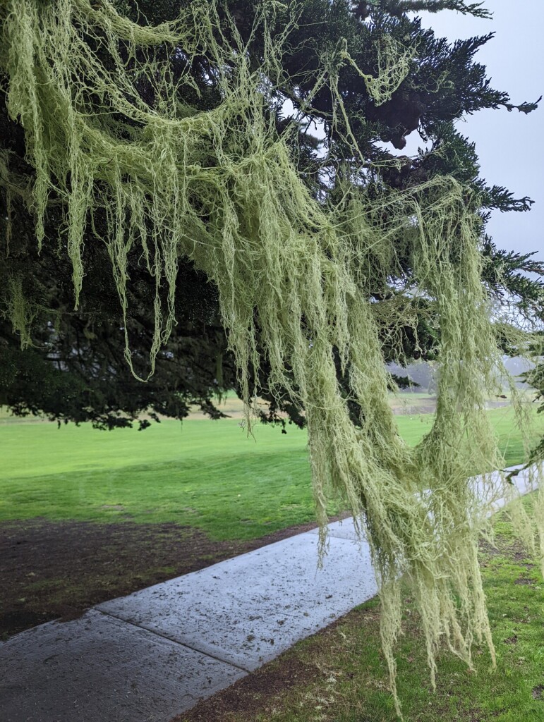 Drooping strands of lace lichen over a cypress with a sidewalk passing beneath.