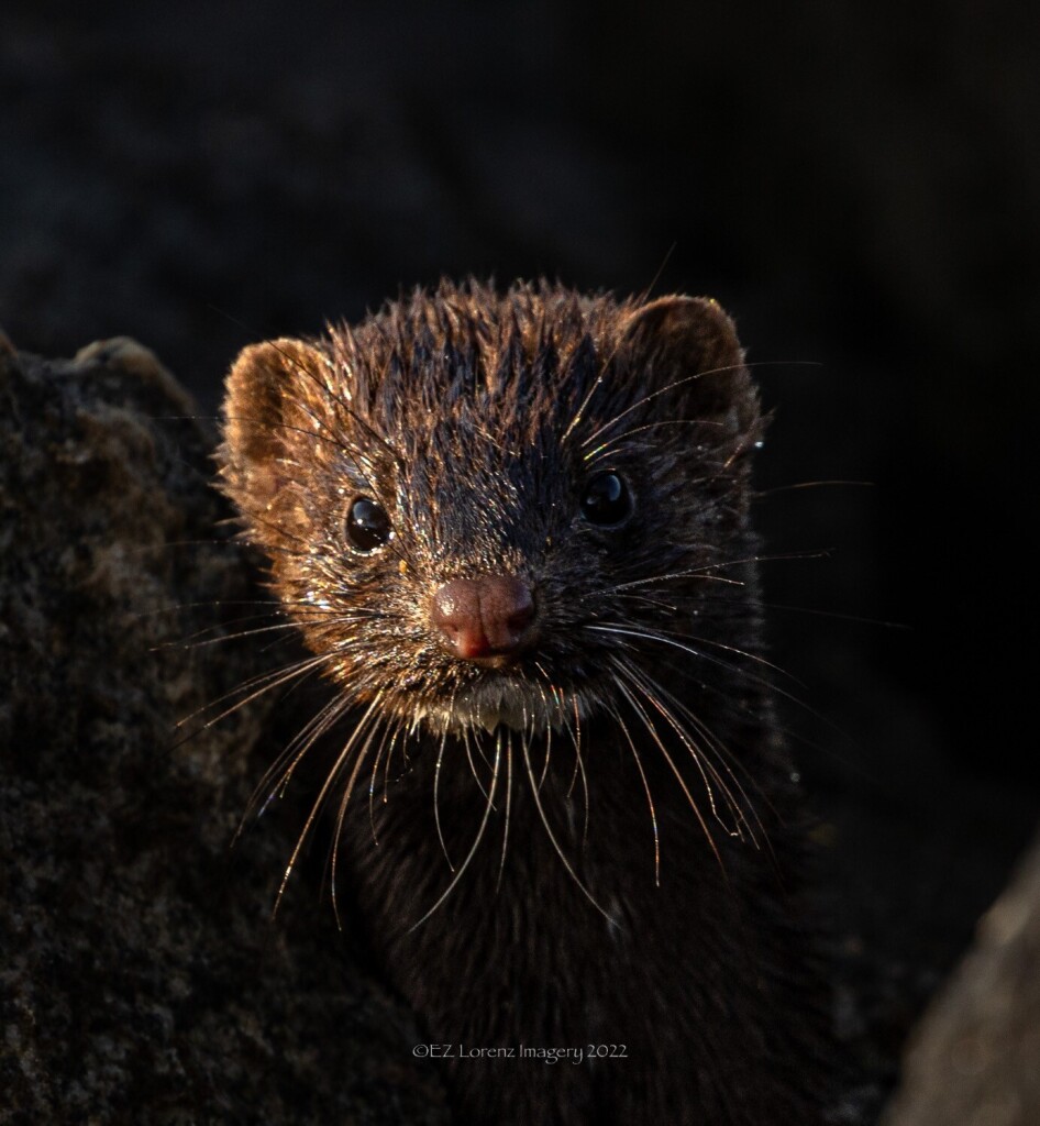 Portrait of a wild American mink, head shot, while he’s looking directly into my camera, playing peekaboo with me at the shore of Lake Washington. The low angle morning sun illuminates his right side, makes his brown fur, right eye nice and shiny. 