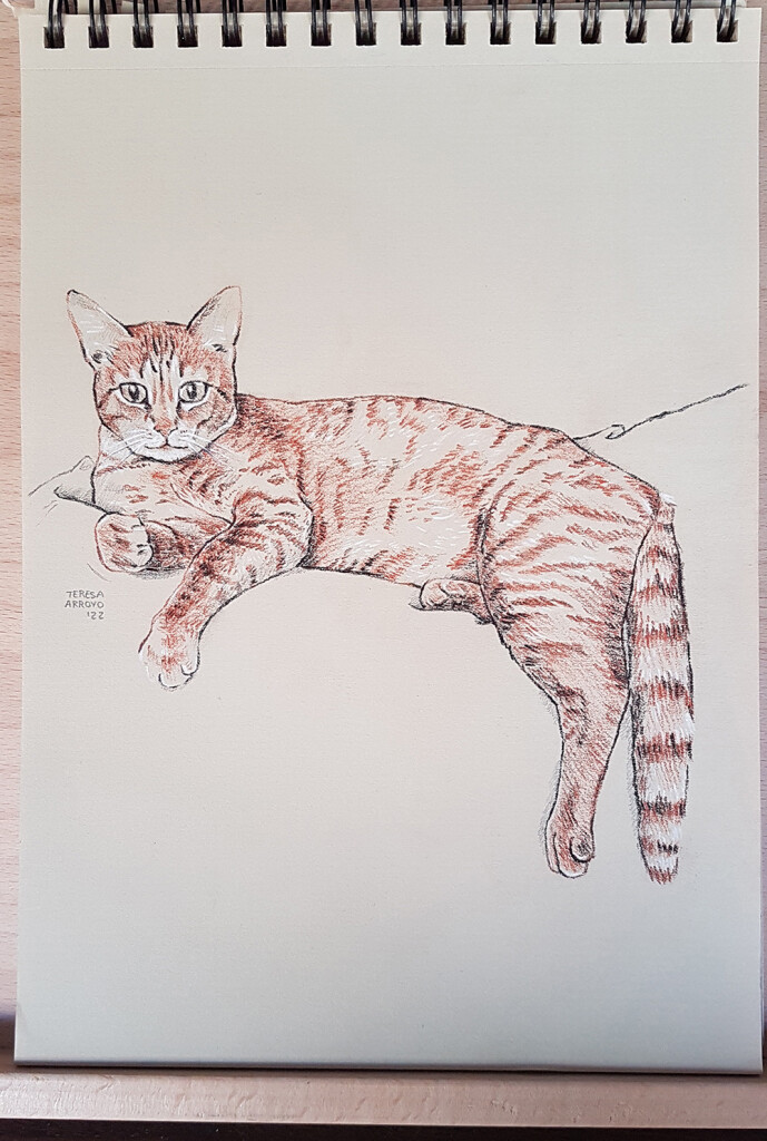 Pencil portrait of an orange cat.