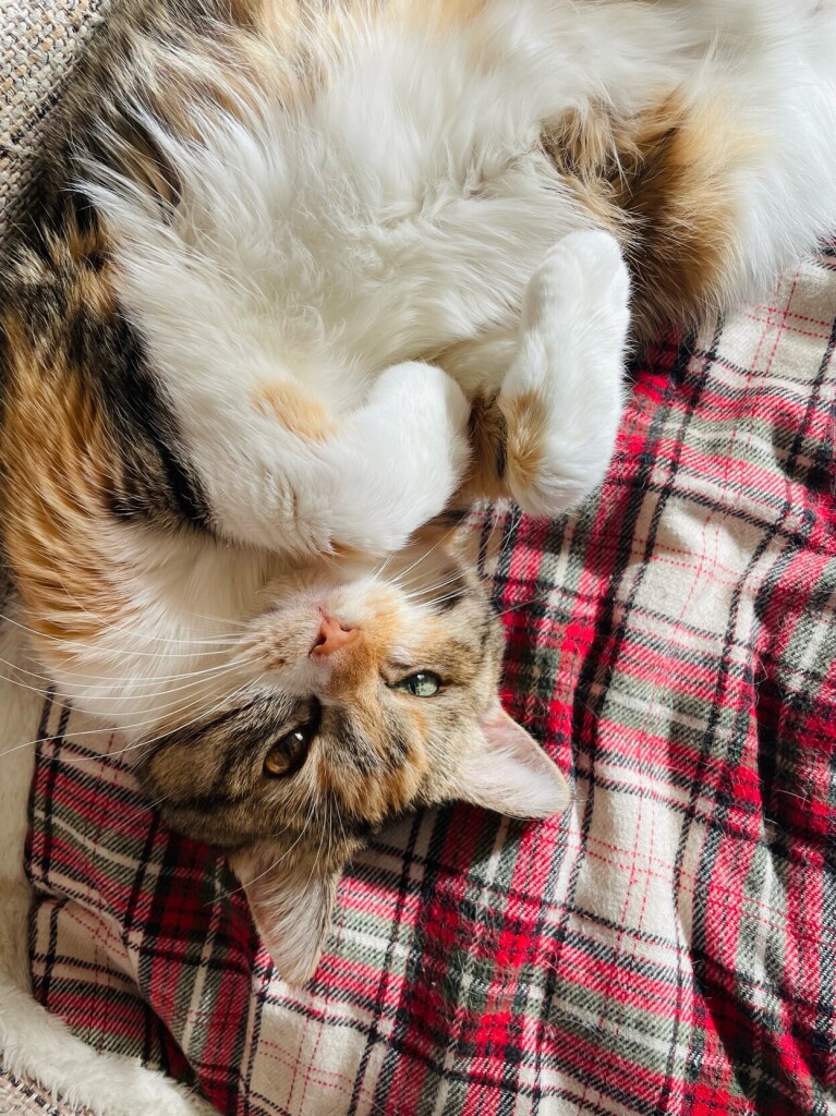 Celt the calico-tabby mix cat on her back on a tartan rug making eye contact. Her fur is pretty messy. Bed head?