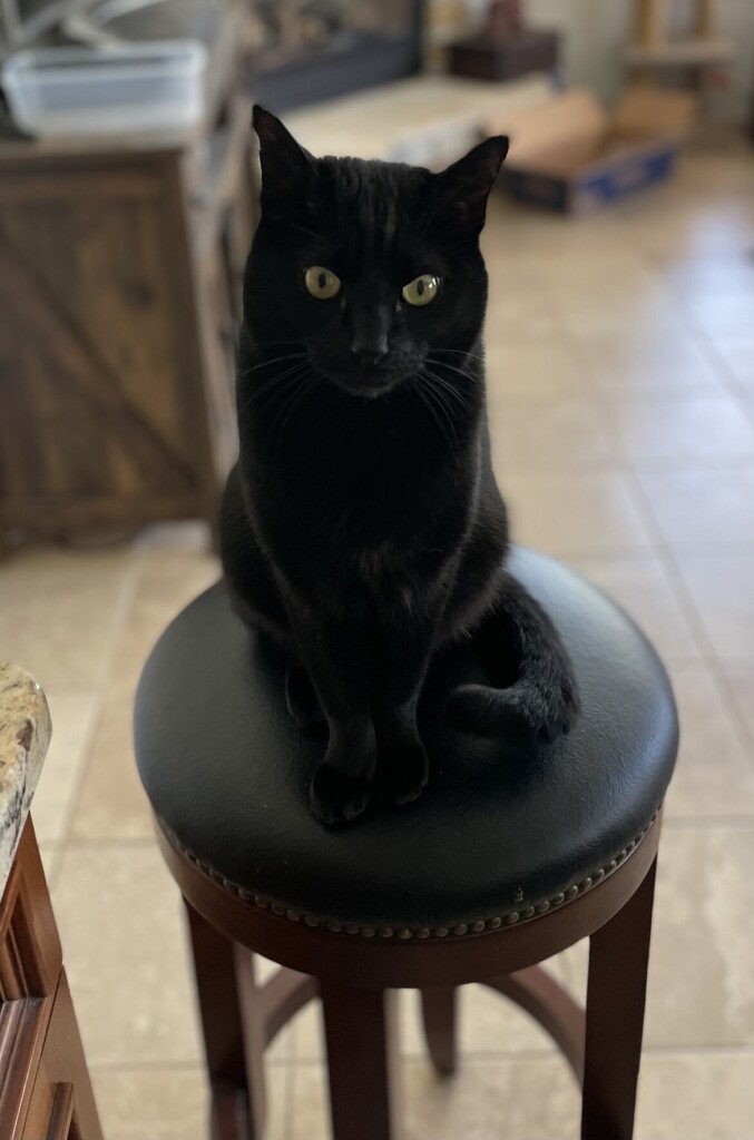 Lucifer, the black cat, sits on a high barstool at my kitchen counter. He is watching me prepare chicken bone broth. It smells amazing and he is quite put out that I am not sharing. 