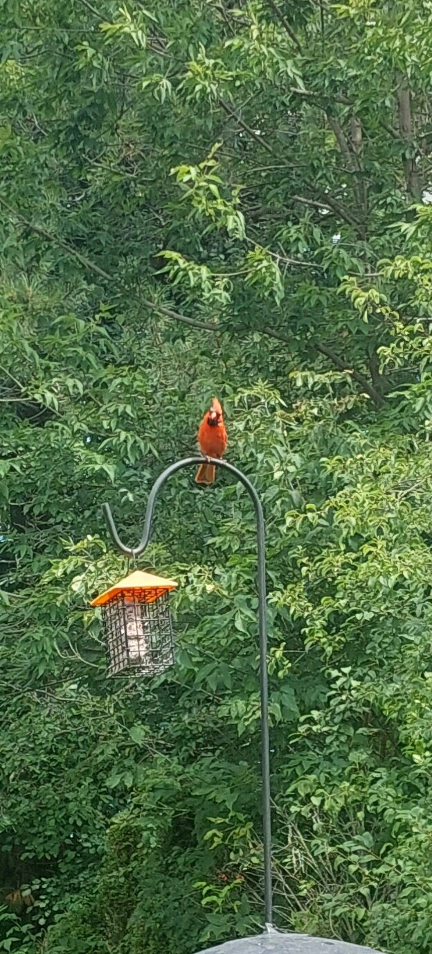 A bright rest Northern Cardinal sits on the pole for a bird feeder. 