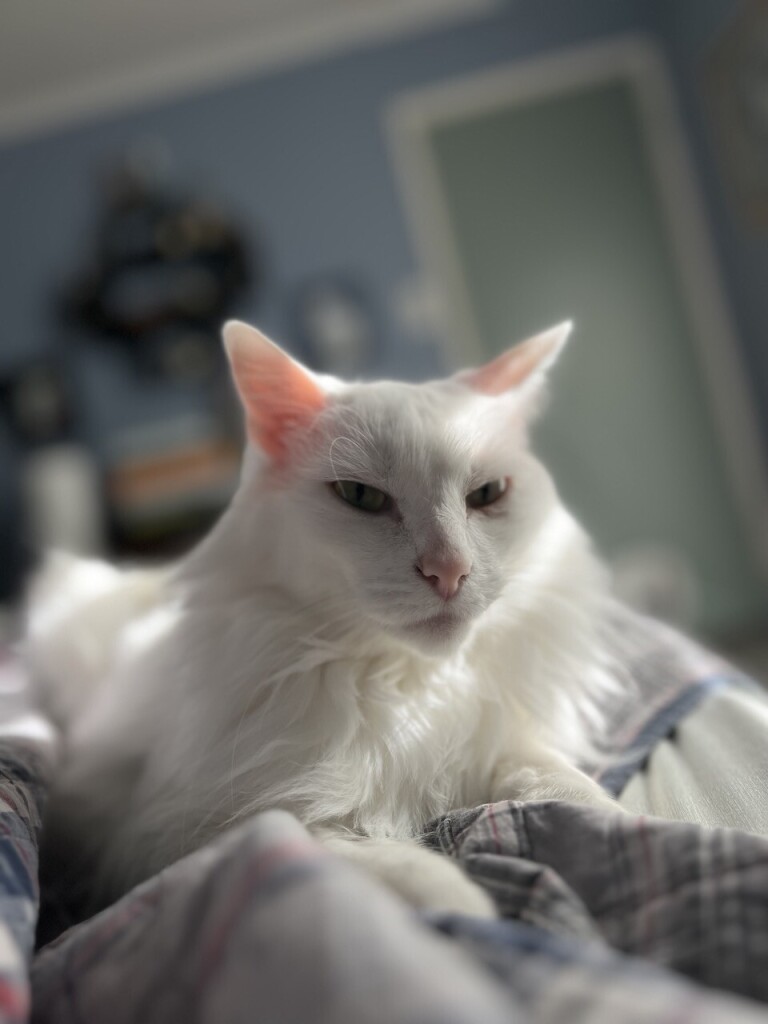 A long-haired white cat is laying on the bed with his head up looking almost at the camera. Streaks of sunlight are coming through the window and covering the cat