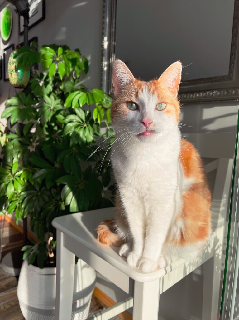 An orange tabby cat with beautiful green eyes sitting on a chair basking in the golden sun rays with his top lip stuck on his tooth looking dapper as ever 