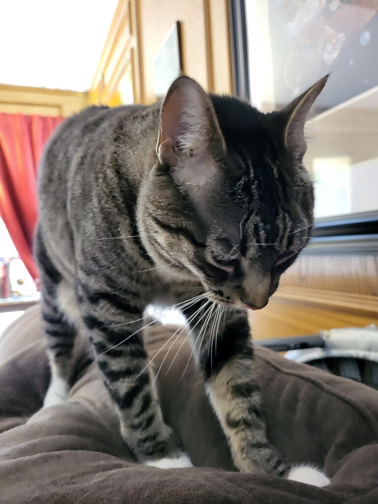 Photo of striped brown cat with white feet kneading her favorite perch atop a brown sofa before she takes her mid-morning nap.