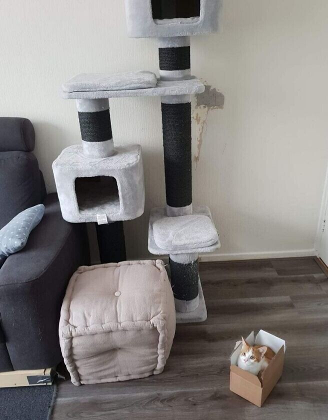 The interior of a living room with a huge ornate cat play tree thing. The cat is sitting in a small cardboard box.