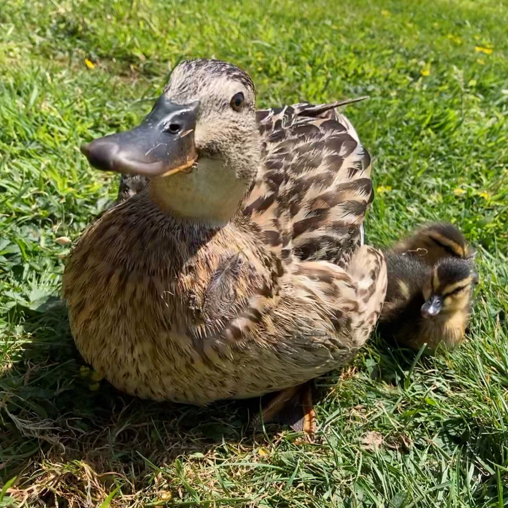 Millie the duck with her two ducklings