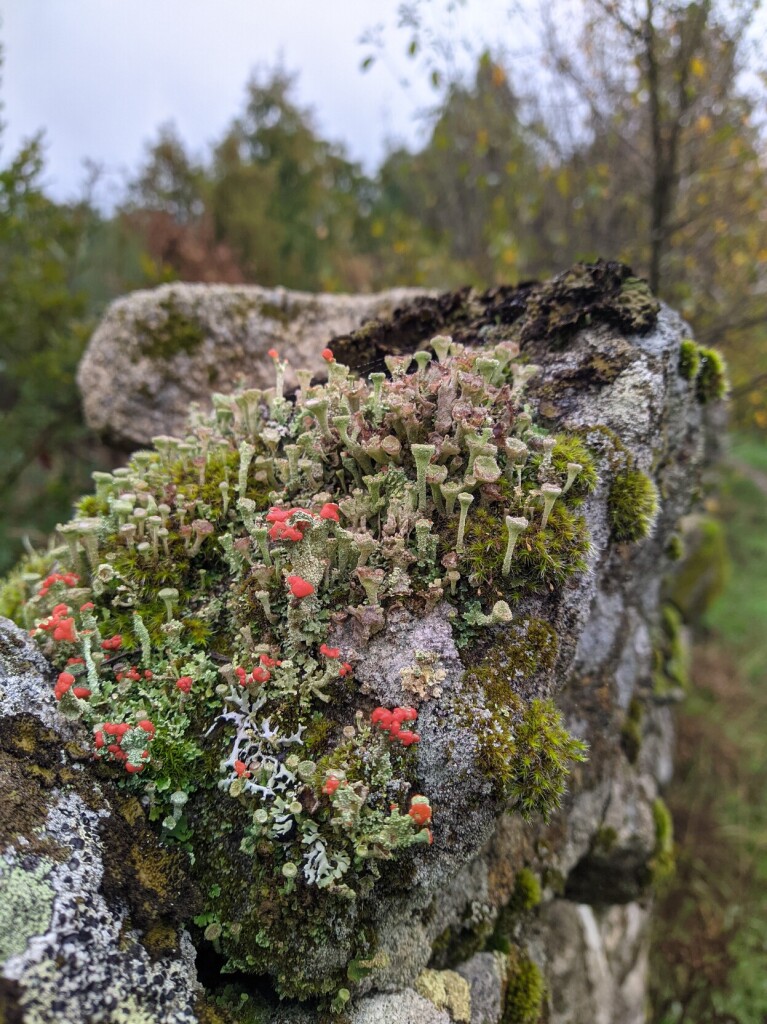 A rock is visible with moss on it. The moss resembles tiny mushrooms with red caps