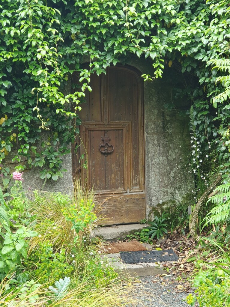 a thick shrub of wall plants hangs over an almost hidden old and weathered wooden door. 