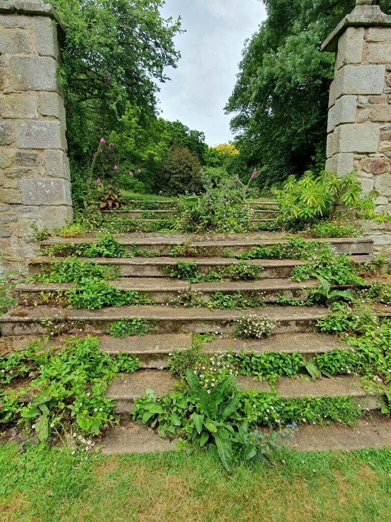 old weathered stone forming a short stair. on the sides are also stones columns. the stair itself is overgrown with all kinds of plants, some having small white flowers on them.