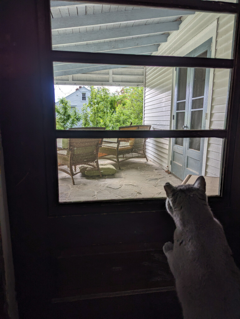 A gray cat standing and leaning against a wooden-framed screen door, looking out at a porch.  A small bird can be seen perched on the back of a piece of outdoor furniture.