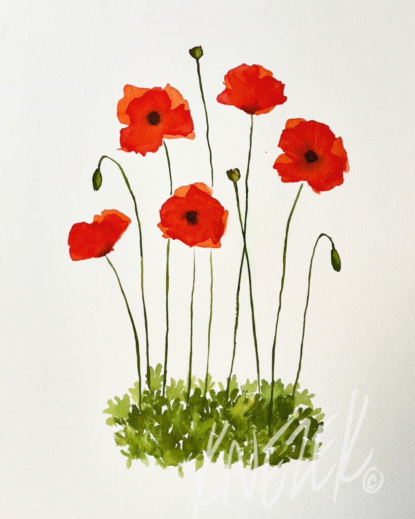 A watercolor painting of five bright red poppies on a plain white background. There are two buds and two seed pods mixed in with the blooms. The thin stalks rise up out of a variegated cluster of loosely painted poppy leaves. A white watermark overlapping the lower right corner of the painting reads “KNEZEK©”