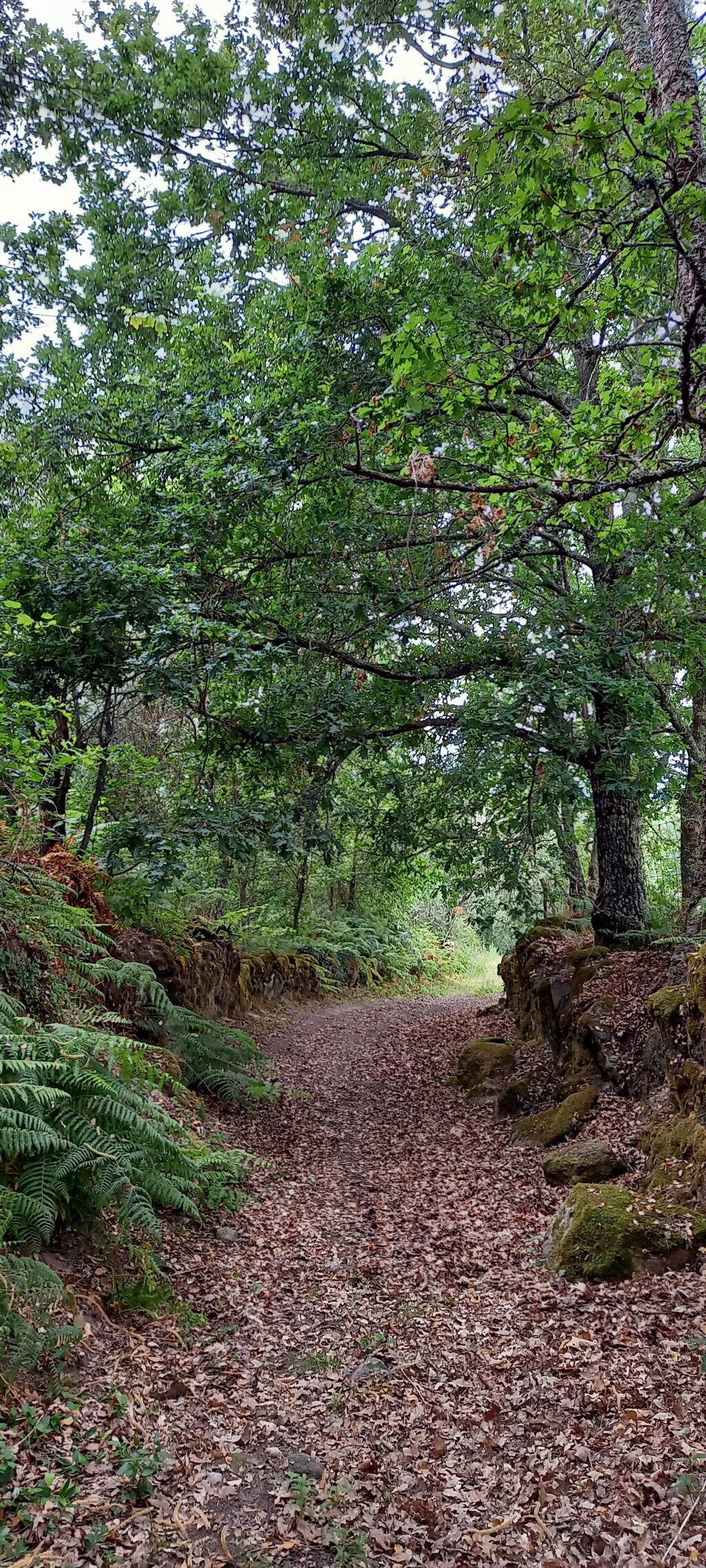 A hiking path covered with brown leaves cuts through an oak and fern grove, flanked on either side by crumbling stone walls covered with moss. The setting gives you the impression that you are in a medieval fantasy world. 