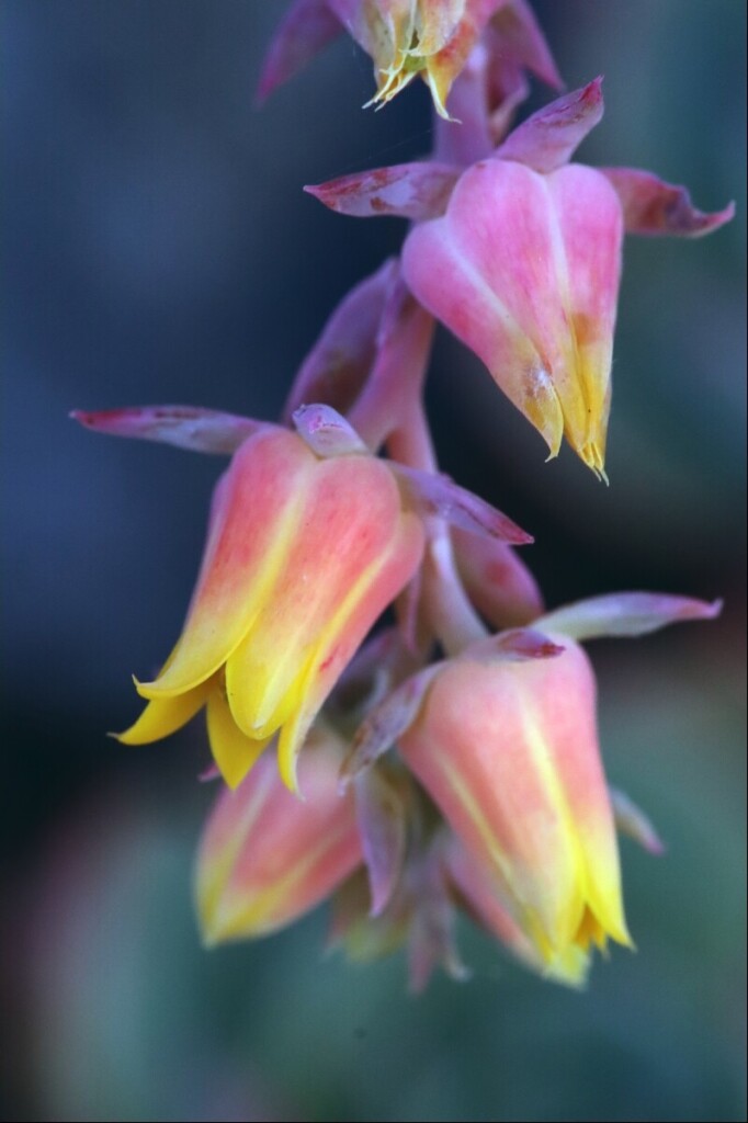 A dangling strand of red-purple stem, with bell-shaped flowers fading from orange to bright yellow at the tips of the petals