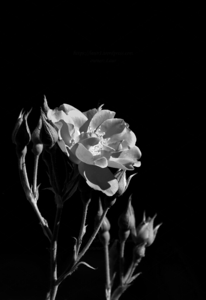 Flower, black and white, photo