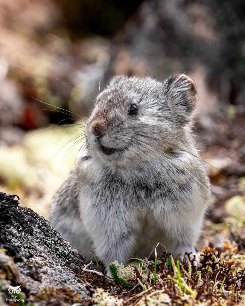 Hatcher, the Pika, posing and smiling for the photographer in Alaska.