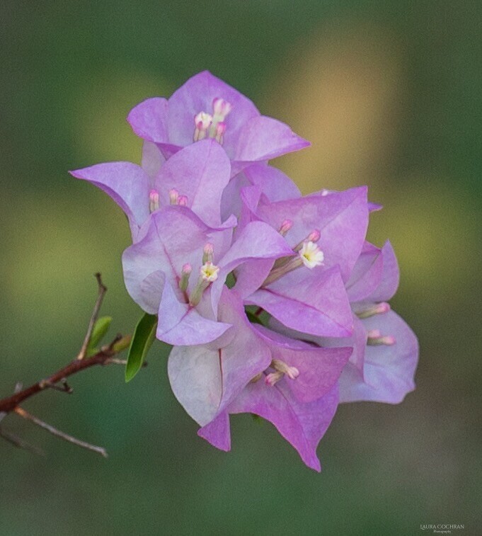 A cluster of pale purple bougainvillea blooms. 