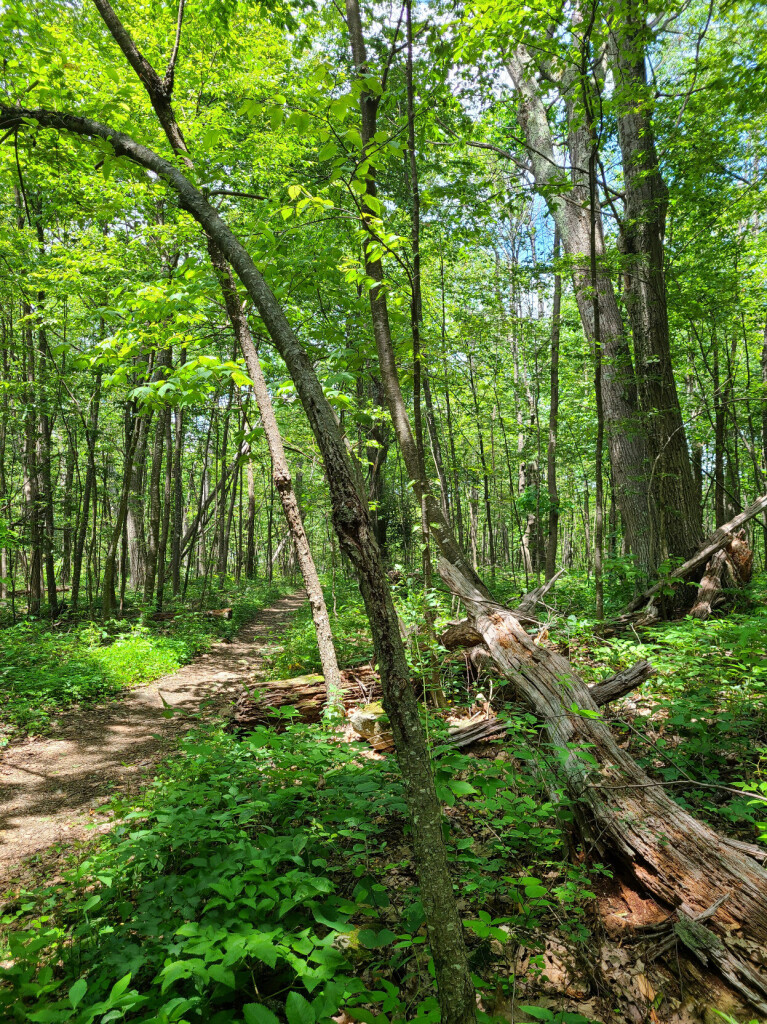 A hiking trail in the woods