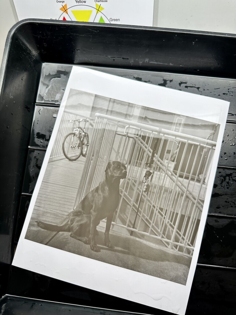 A black and white print of a black dog sitting by the stairs, waiting. The print is in a tray, the sort used in a darkroom by photographers.